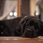 Ocupan casa perro dentro