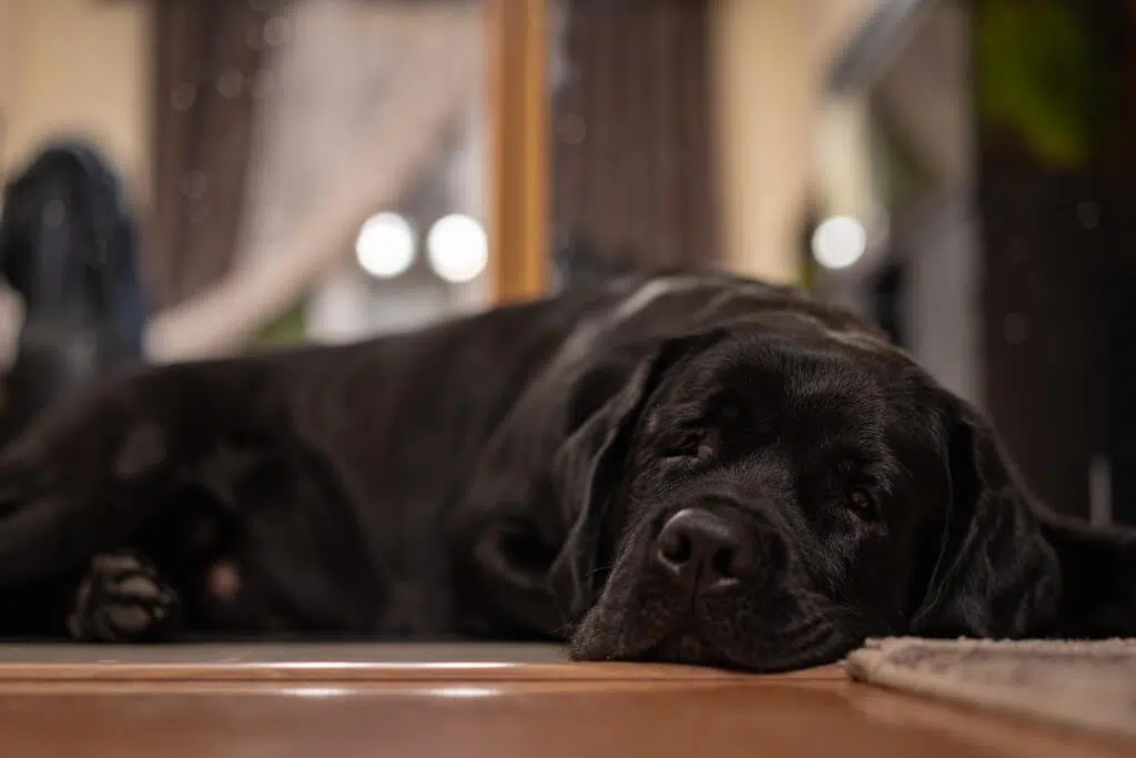 Ocupan casa perro dentro